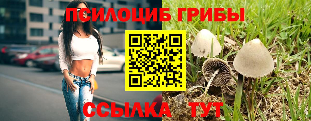 Псилоцибиновые грибы Cubensis Белово